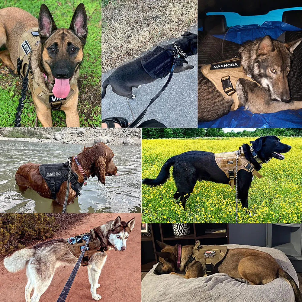 Large Dog Harness And Leash Set For Medium & Large Dogs.